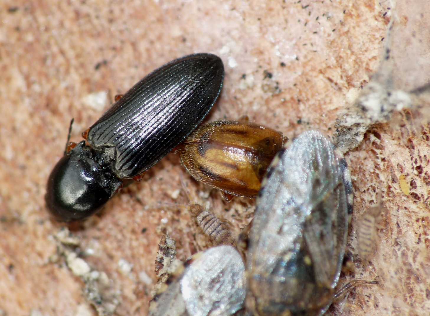 Coccinellidae: Rhyzobius cfr litura